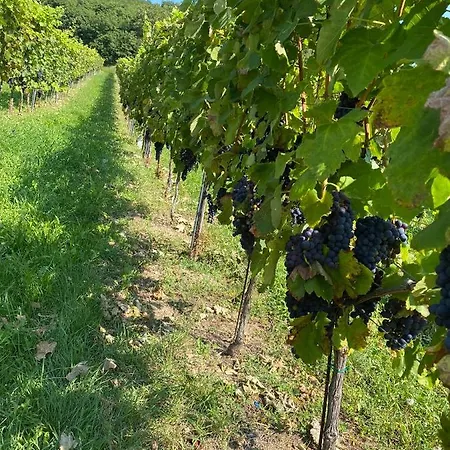 Vakantiehuis Szolohegy Vendeghaz