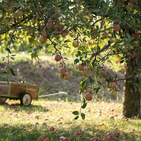 Szolohegy Vendeghaz Vakantiehuis